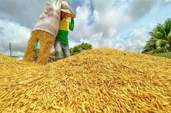 Giá gạo trắng 5% tấm của Thái Lan cao nhất trong 2 tháng