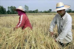 Thị trường nông sản: Giá gạo trắng 5% tấm của Thái Lan cao nhất trong 2 tháng