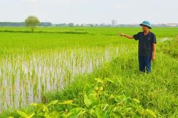 “Rõ người, rõ việc” để đồng ruộng không bỏ hoang