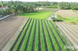 Giá rau màu, thanh long ở mức thấp: Nông dân canh cánh nỗi lo