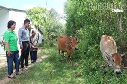 Xã Bắc Khánh Vĩnh: Mở hướng thoát nghèo từ hỗ trợ nuôi bò