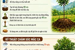 Lưu ý đối với trồng, chăm sóc cây mắc ca