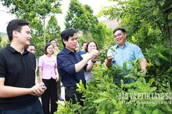 Nhiều cơ hội phát triển cây mắc ca, hồng giòn trên địa bàn tỉnh