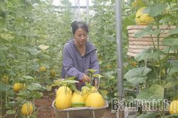 Rực rỡ mùa vàng dưa Hoàng Kim