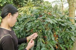 Cơ hội bứt tốc của cà phê Việt trong những tháng cuối năm