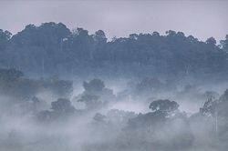 Nâng cao hiệu quả hoạt động Quỹ Môi trường Đồng Nai: Khơi thông nguồn lực tài chính cho dự án môi trường trọng điểm