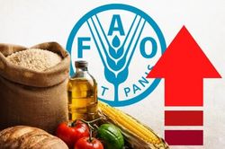 Giá lương thực thế giới tăng cao nhất kể từ năm 2022
