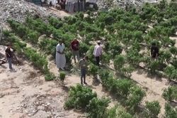 Nông dân Gaza khôi phục ngân hàng hạt giống bản địa