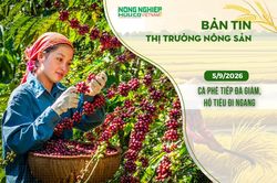 Thị trường nông sản 5/9/2026: Cà phê tiếp đà giảm, hồ tiêu đi ngang
