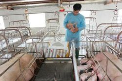 Hà Nội ban hành quy định mới về mật độ chăn nuôi
