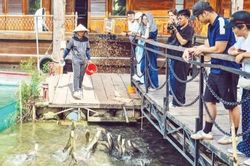 Về Cồn Sơn xem cá lóc 'bay'
