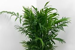 Top 5 cây cảnh nên đặt trong phòng khách, vừa sang trọng vừa có ý nghĩa tài lộc