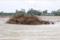 Độc đáo nghề bắt chuột đồng mùa nước nổi ở vùng biên giới Tây Nam