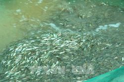 Về An Giang nghe câu chuyện mưu sinh mùa con nước nhảy bờ