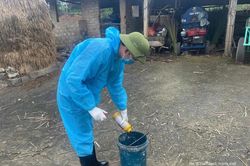 Chuẩn bị các điều kiện triển khai tiêm phòng gia súc, gia cầm đợt 2