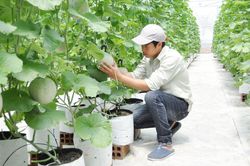 Phát triển nông nghiệp đa giá trị - Hướng đi bền vững