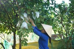Quả ngọt từ 'Vườn cây thanh niên'