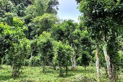 Nồng ấm hương chè của người Xạ Phang