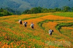 Về miền trái ngọt Cao Phong