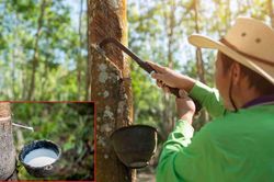 Ngày 6/9: Giá cao su khởi sắc trên các sàn giao dịch châu Á
