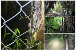 2 anh em tử vong trong vườn dừa, nghi do điện giật