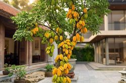 Lời khuyên cho những gia đình đang trồng cây khế
