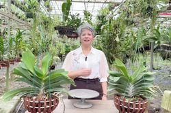 Làng hoa Đông La chuyển mình nhờ công nghệ