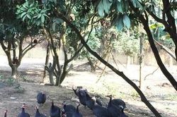 Gỡ vướng trong hoạt động quản lý thuốc thú y