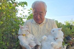Hai chú mèo Nhật gây sốt với những màn 'va chạm' khi đi du lịch