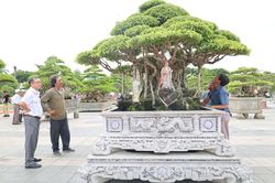 Ngắm những 'tác phẩm sống' tiền tỉ khoe sắc ở Quảng Ngãi