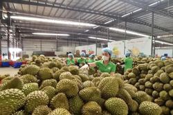 Sầu riêng giảm giá vào chính vụ, xuất khẩu vẫn tăng mạnh