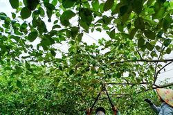 Táo xanh ngọt lành giữa miền nắng gió Tuy Phong
