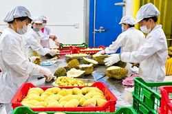 Doanh nghiệp giải thể tại Đắk Lắk tăng tới 700%