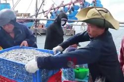 Ngư dân Quảng Trị được mùa biển