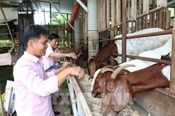 Đưa vốn tới tận cơ sở tiếp sức các hộ dân phát triển sản xuất