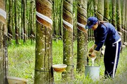 Giá cao su thiên nhiên lập đỉnh 2 năm: Nguồn cung thắt chặt và 'bài toán' chi phí của ngành lốp xe