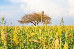 FAO: Giá lương thực thế giới đang cao nhất 4 năm do rủi ro nguồn cung