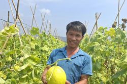 Từ trồng lúa đến trồng dưa, người nông dân giàu lên nhờ chọn đúng cây trồng giá trị