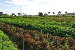 Hà Tĩnh thúc đẩy nông nghiệp xanh bằng công nghệ sinh học