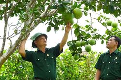 Cựu chiến binh làm kinh tế từ nguồn vốn tín dụng chính sách