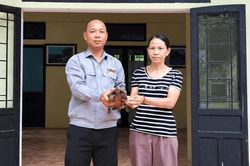 Thả cá thể rùa núi vàng quý hiếm về rừng Cù Lao Chàm