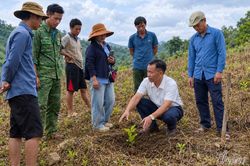 'Người thầy' trên nương cà phê