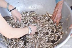 Giá cá linh giảm hơn một nửa so với đầu mùa