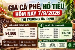 Giá cà phê, hồ tiêu hôm nay 7/9: Thị trường đồng loạt đi ngang