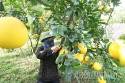 Nông nghiệp Phú Thọ: Đổi mới tư duy, nâng tầm giá trị - Kỳ 2: OCOP - “hộ chiếu” đưa nông sản Đất Tổ vươn xa