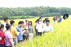 270 nông dân xã Trường Sinh được tập huấn kỹ thuật chăm sóc, phòng trừ sâu bệnh