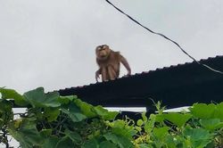 Khống chế thành công khỉ hoang tấn công trẻ em ở Quảng Ngãi