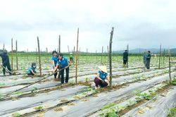 Hà Tĩnh: Xã Hương Xuân đẩy mạnh phát triển mô hình liên kết sản xuất nông nghiệp