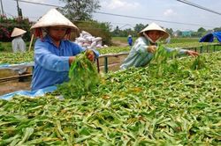 Chuyển đổi xanh từ nông nghiệp tái sinh