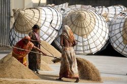FAO: Giá lương thực toàn cầu cao nhất kể từ cuối năm 2022